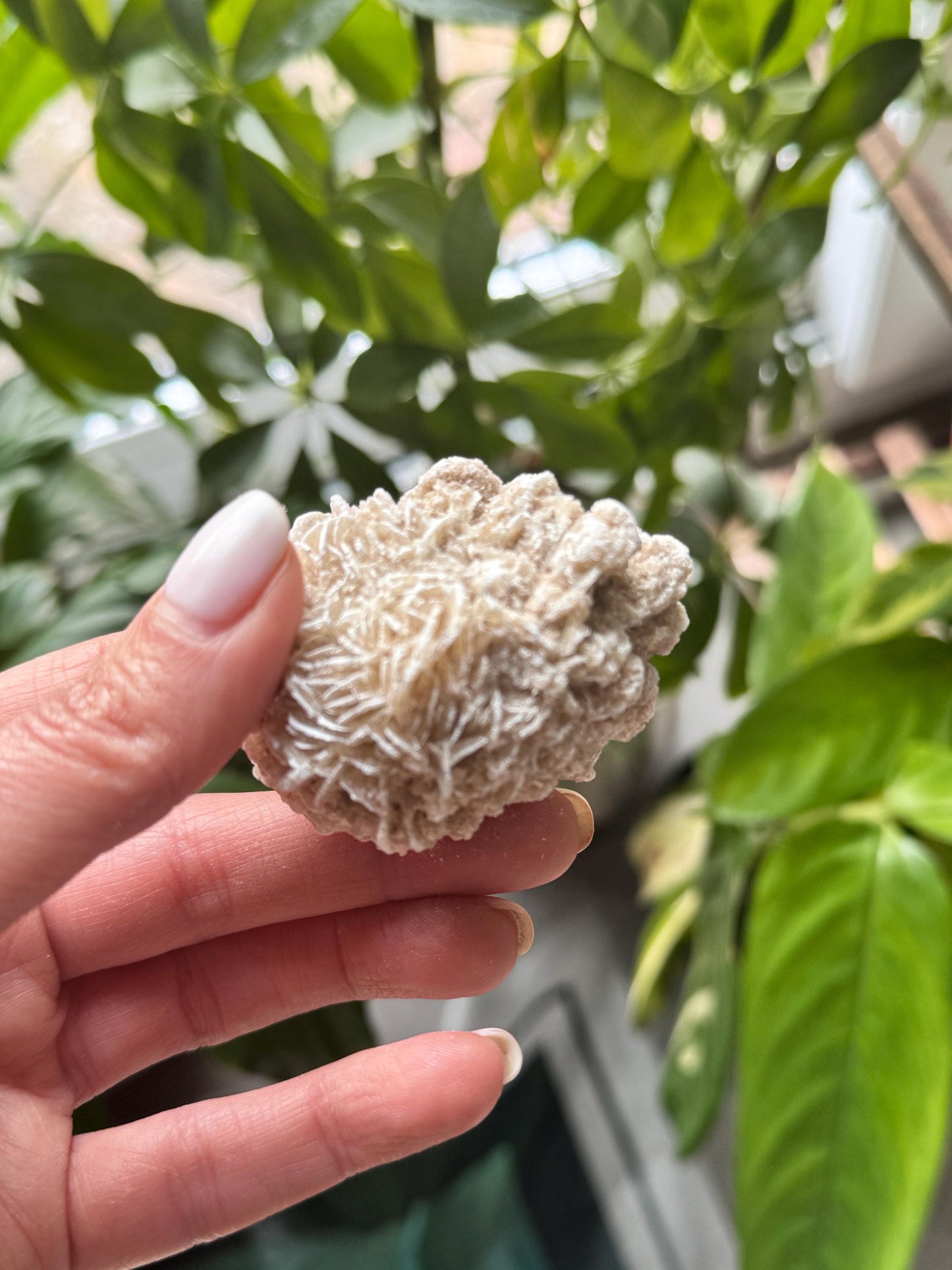 Selenite Crystal  Desert Rose | Natural Calcium Mineral | Healing Stone for Energy Cleansing, Grounding & Zodiac Balance Gemstone